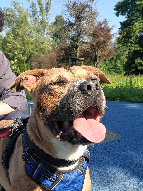 OTTO PIT BULL Foto 5